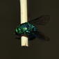 Chrysididae&gt;Stilbum cyanurum? Cuckoo Wasp IMG8677