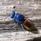 Chrysididae. Ruby-tailed Wasp.Chrysis ignita